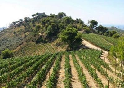 Picture of Foresti Wine Vineyard